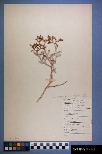 Eriogonum corymbosum var. aureum image